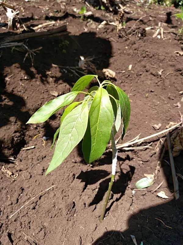 tree image