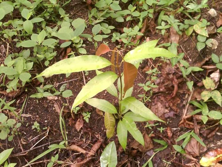 tree image