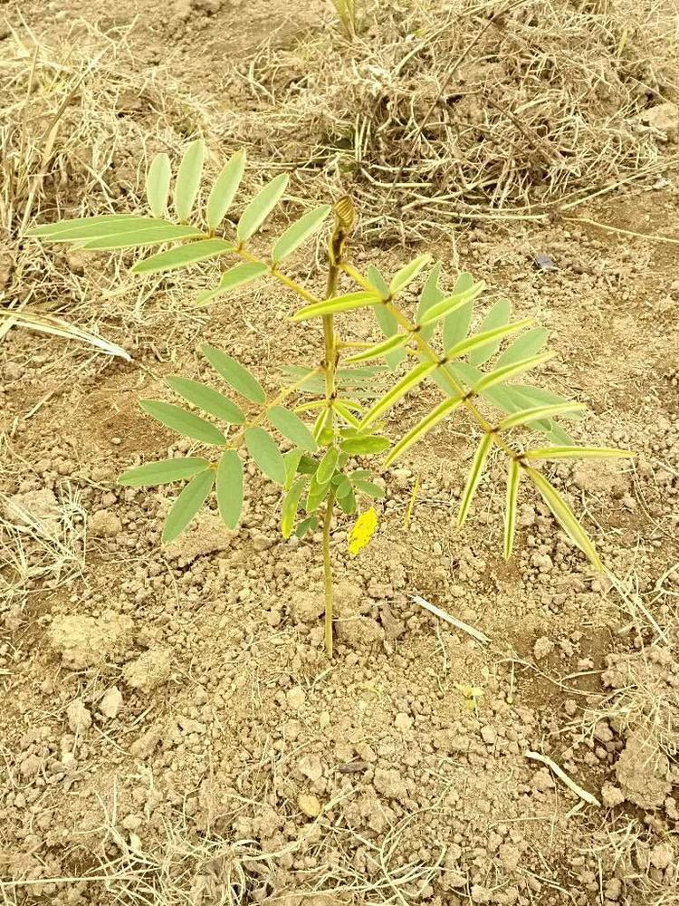 tree image