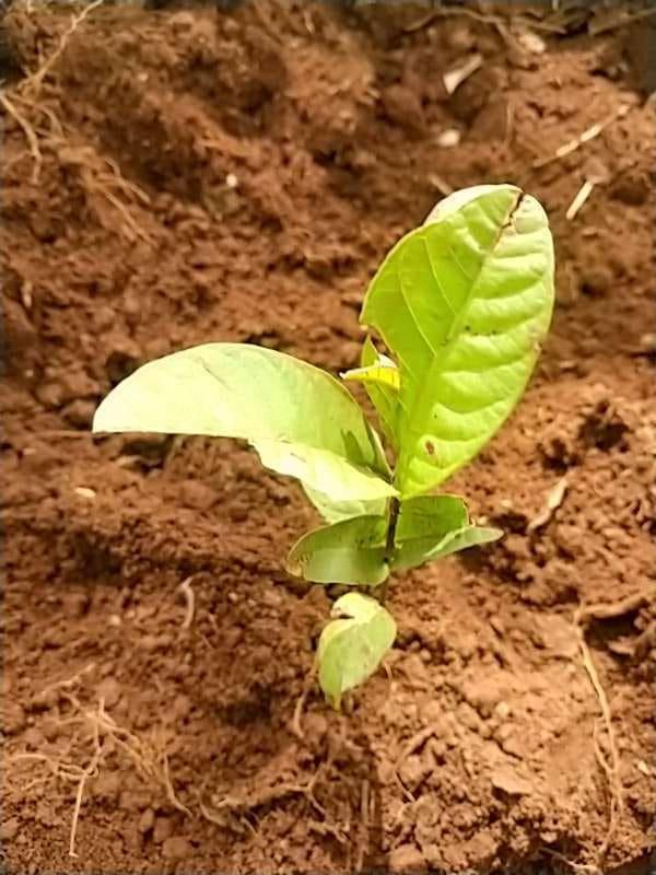 tree image