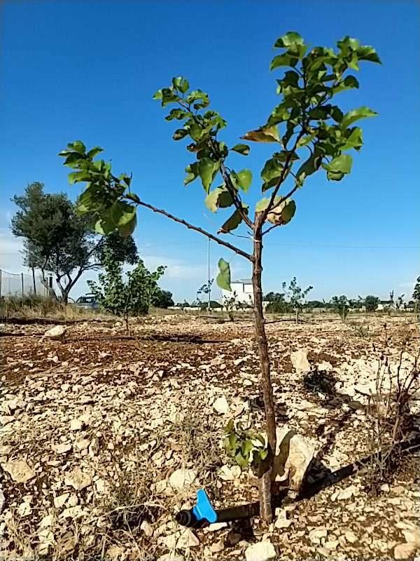 tree image