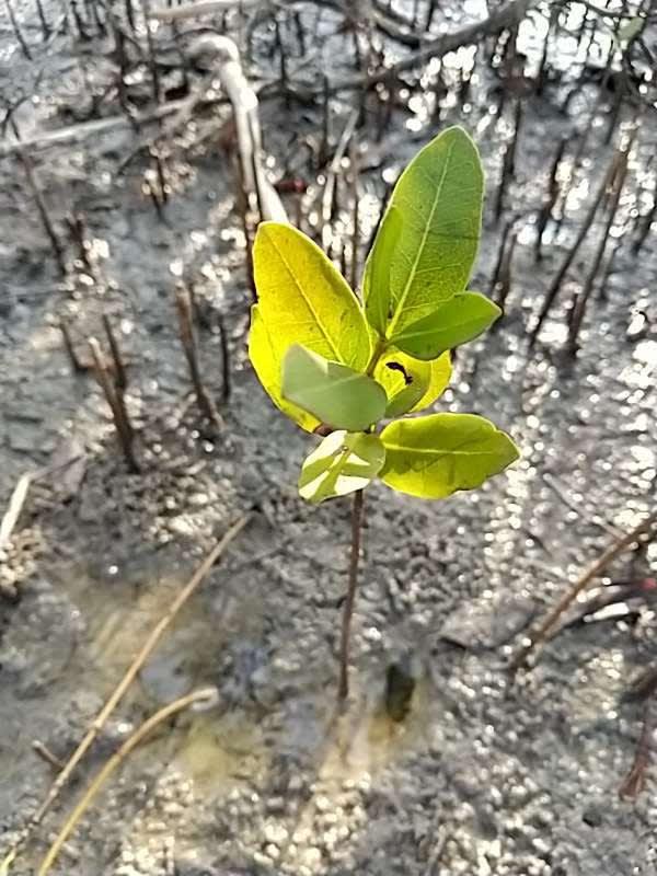 tree image