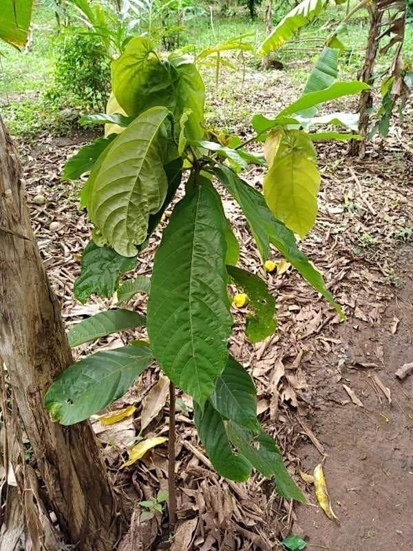tree image