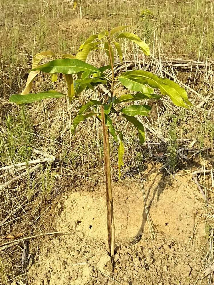 tree image
