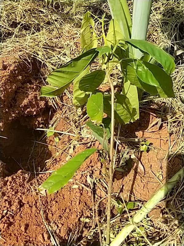 tree image