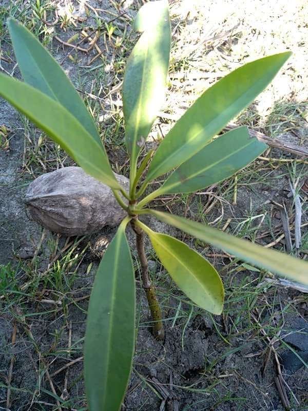 tree image