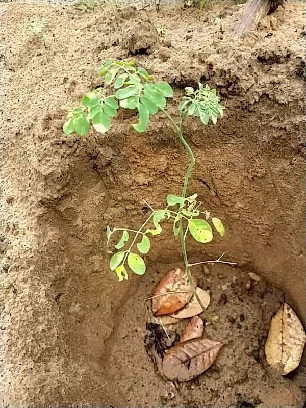 tree image