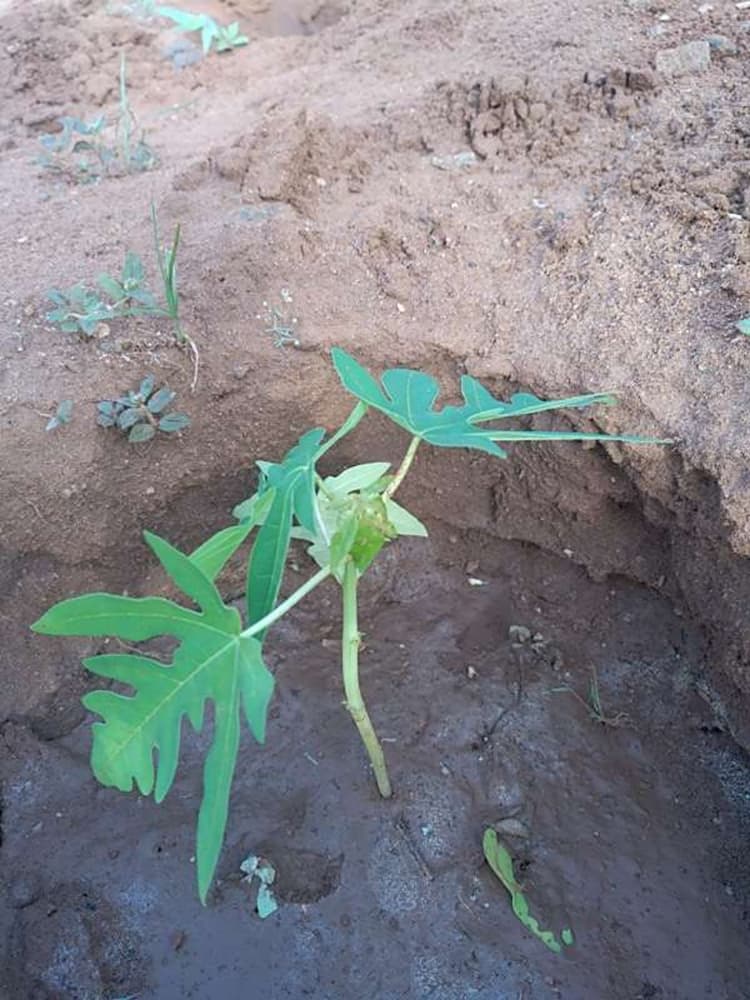 tree image