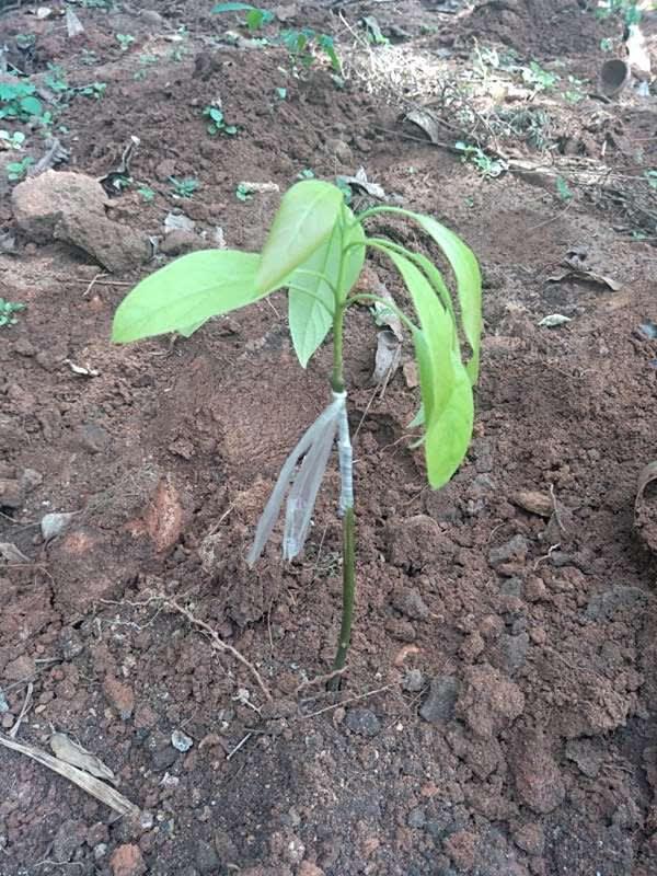 tree image