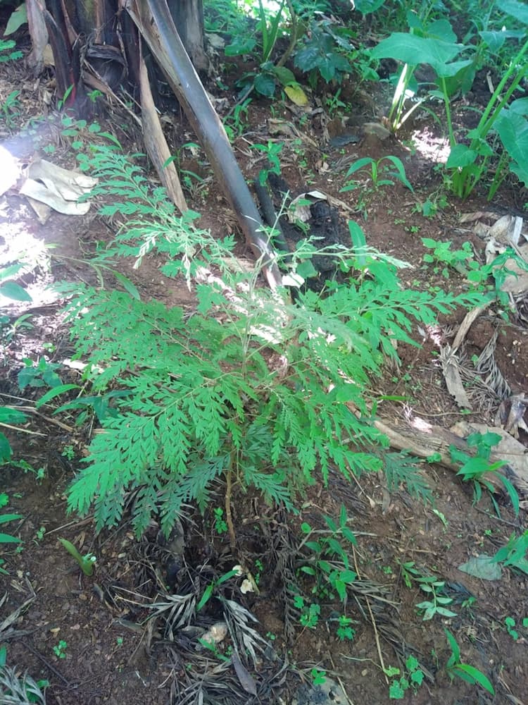 tree image