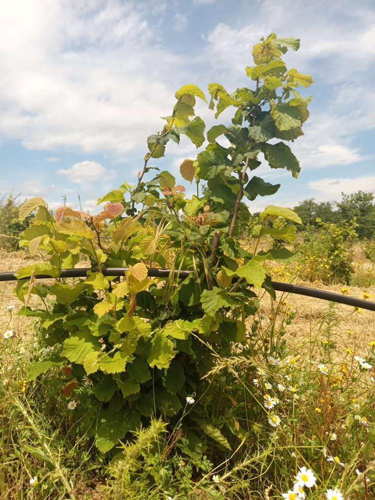 tree image