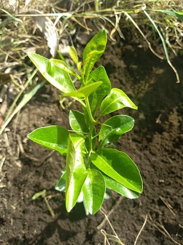 tree image