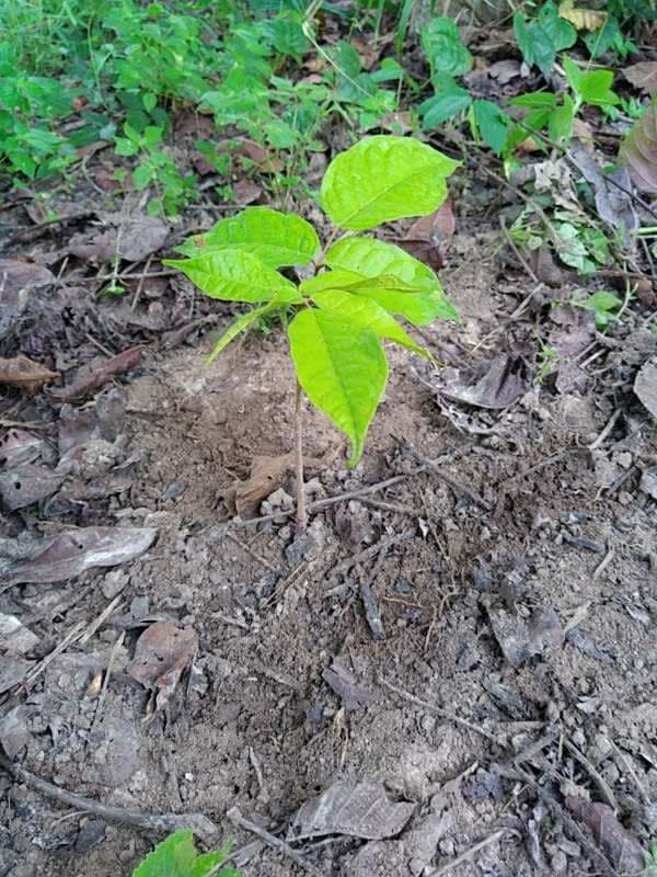 tree image