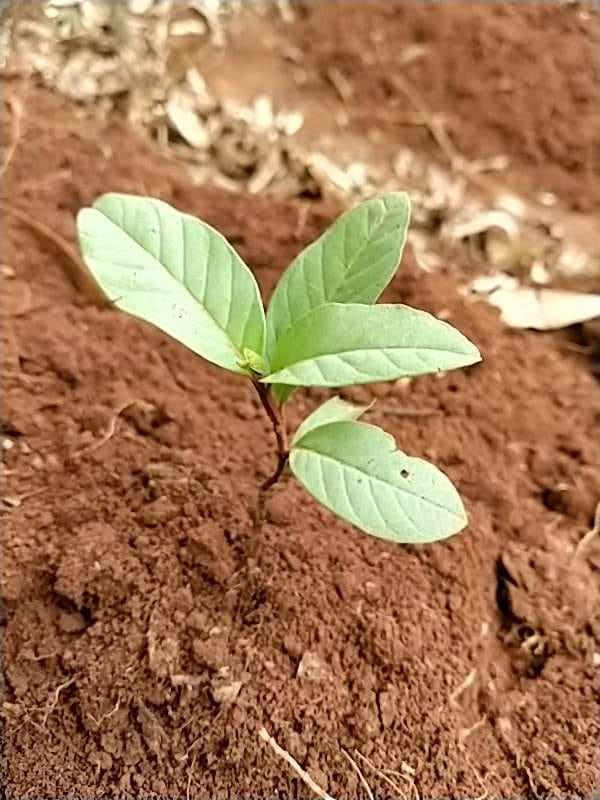 tree image