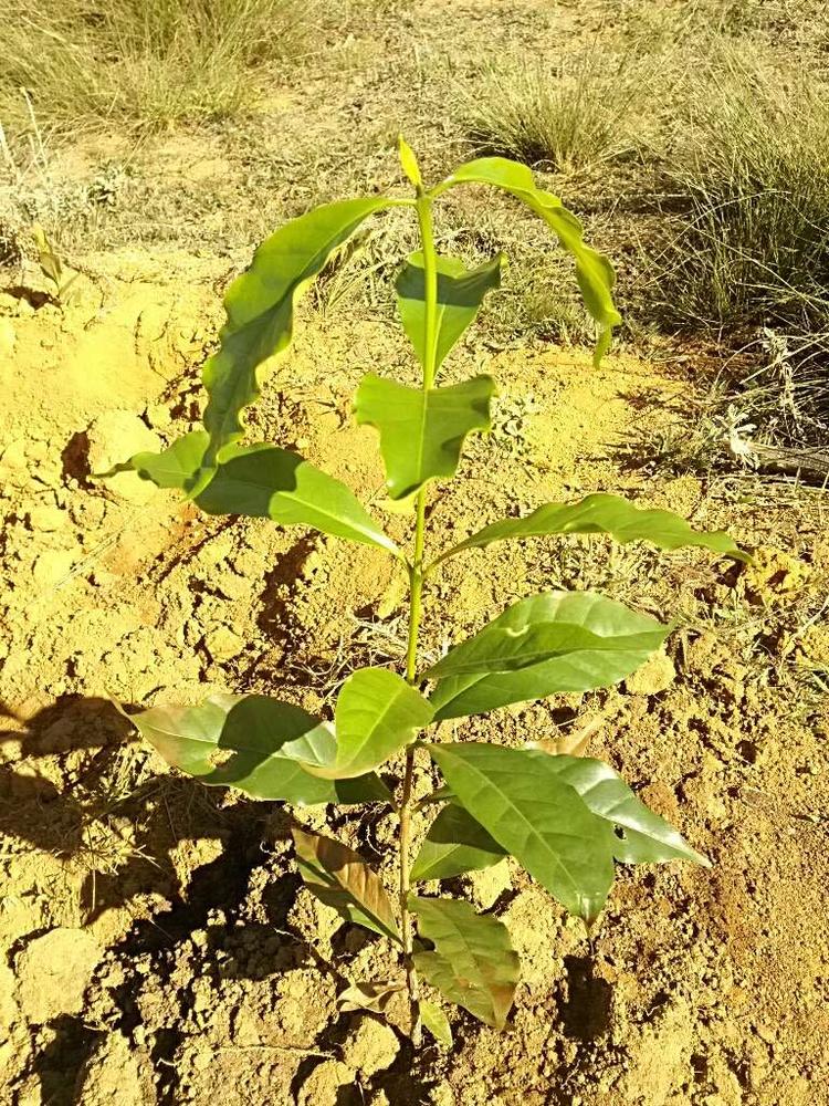 tree image