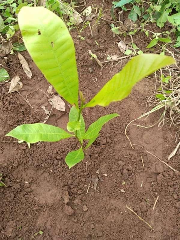 tree image