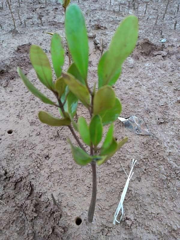 tree image