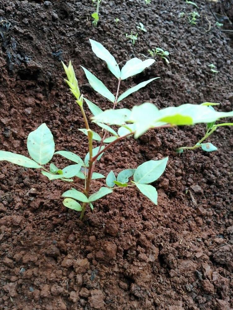 tree image