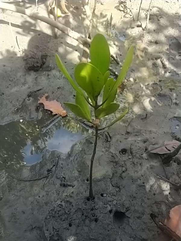 tree image