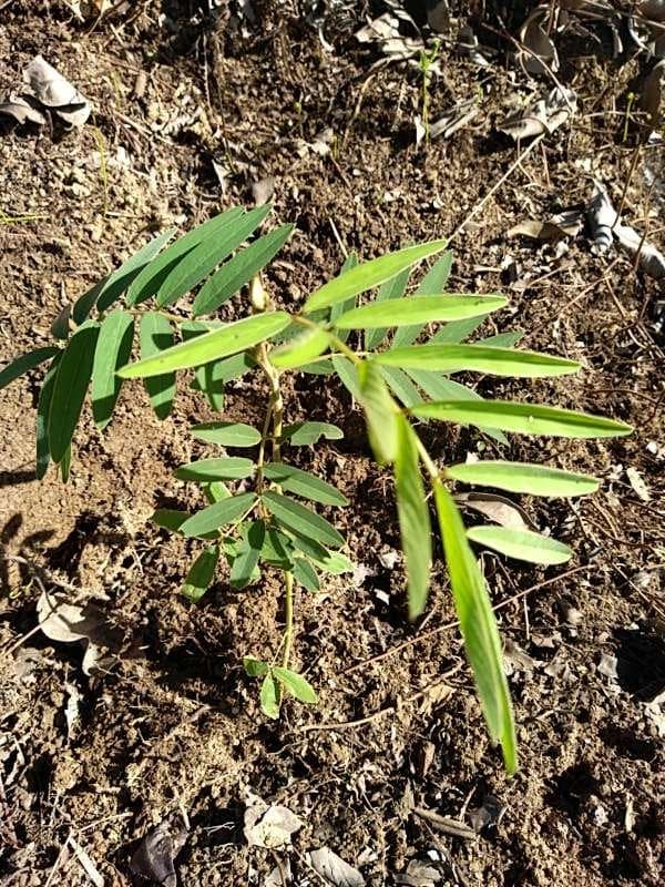 tree image