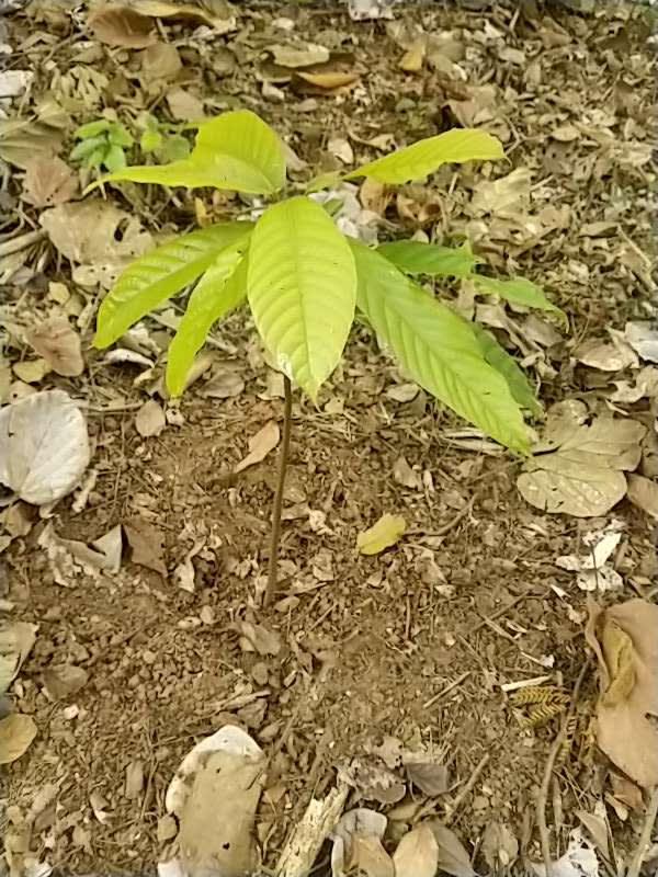 tree image