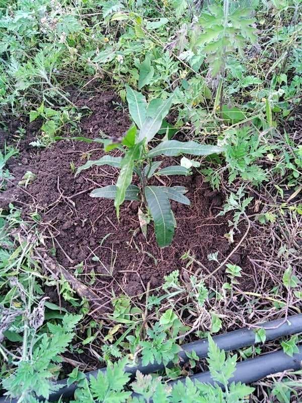 tree image