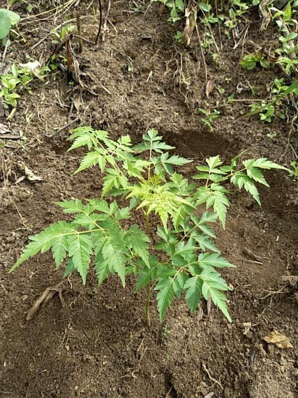 tree image