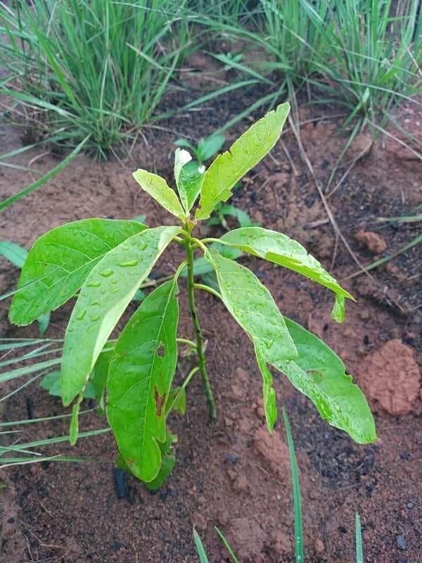 tree image