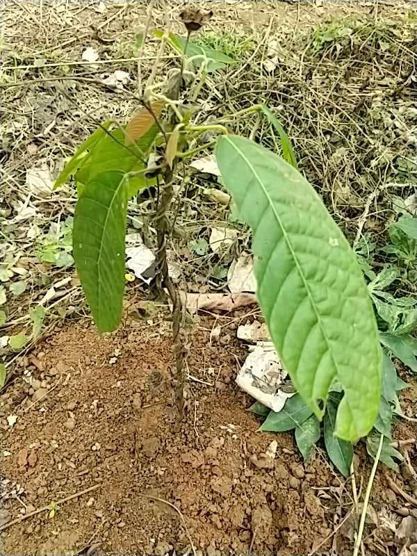 tree image