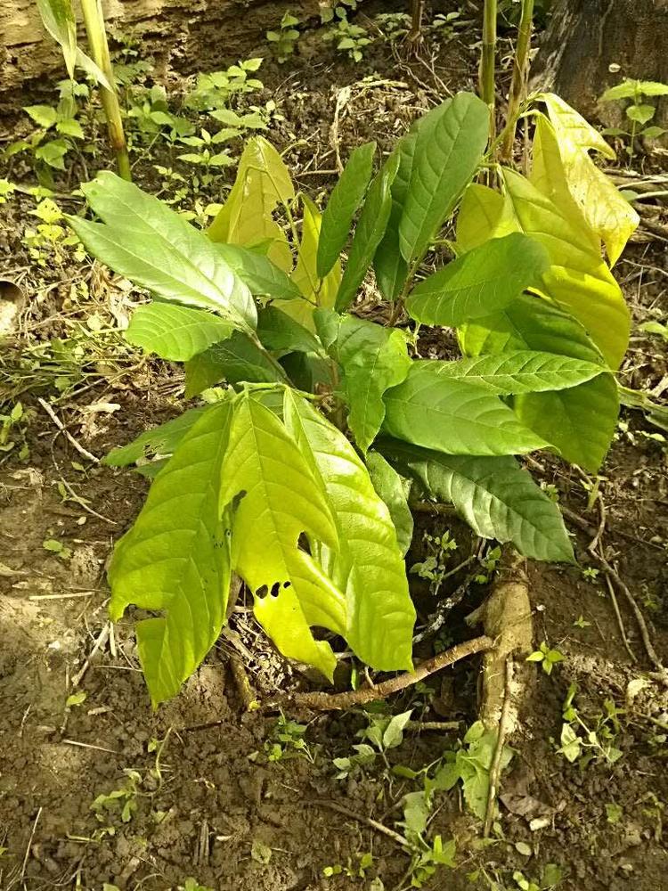 tree image