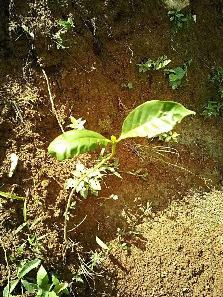 tree image