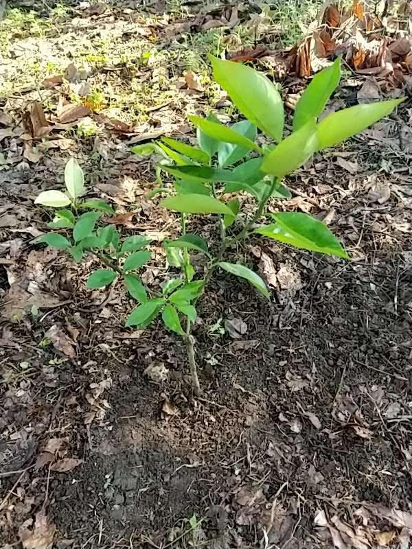 tree image