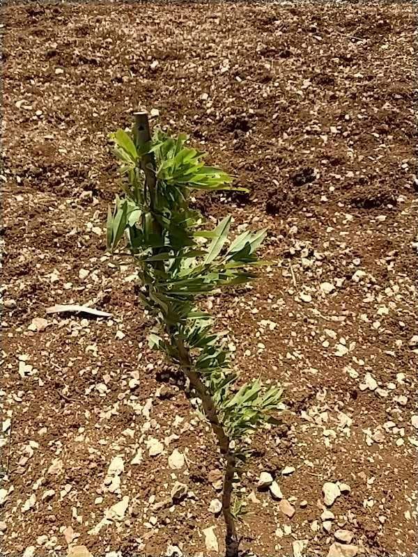 tree image
