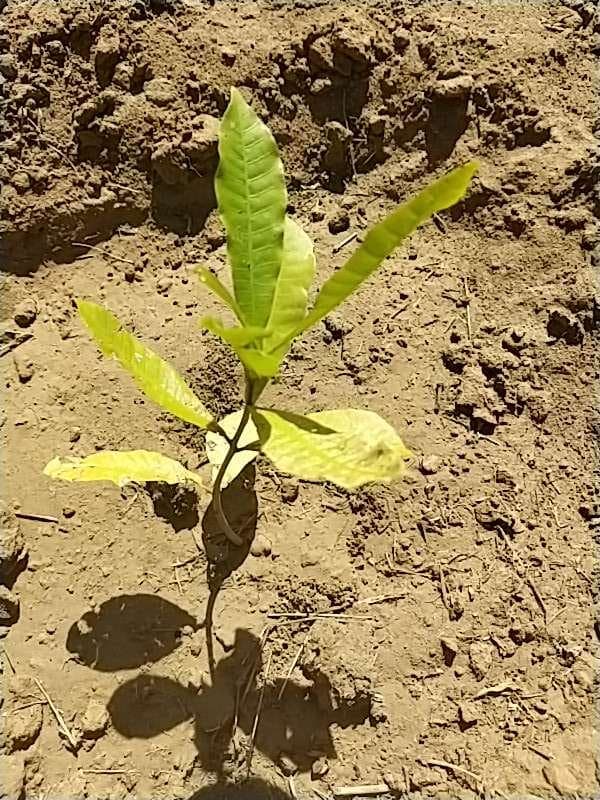 tree image