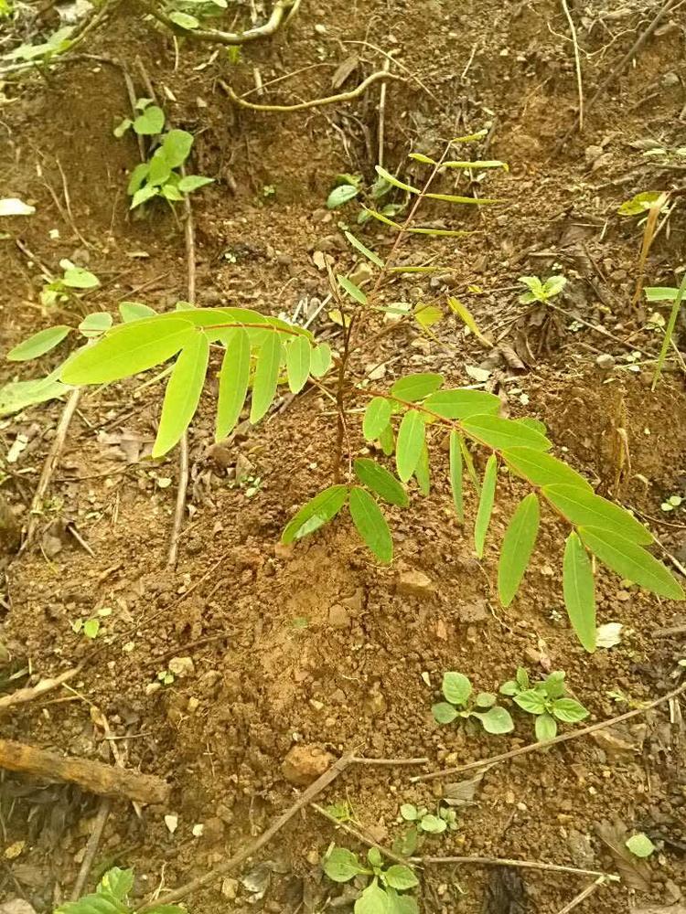 tree image