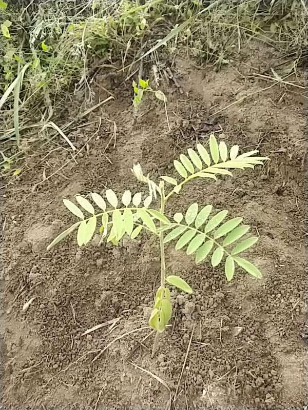 tree image