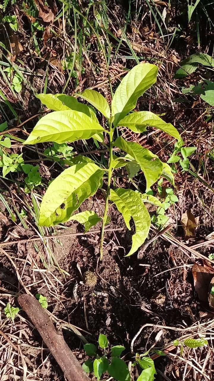 tree image