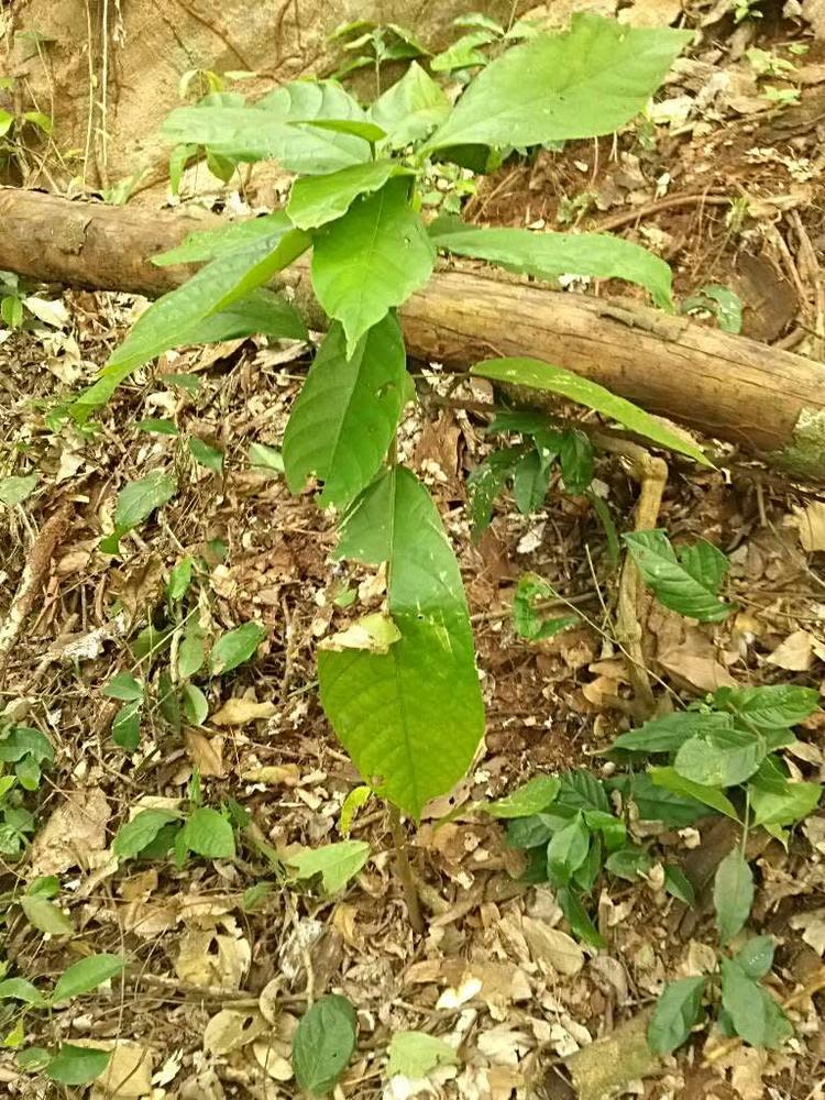 tree image