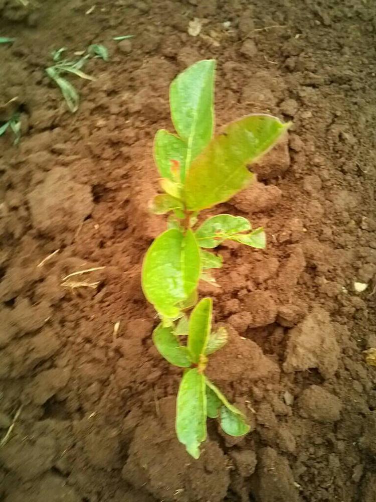 tree image