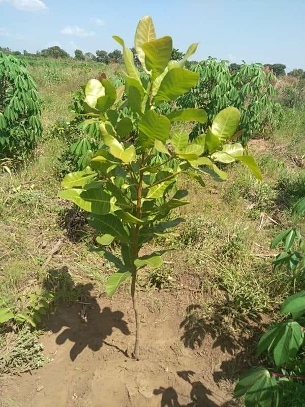tree image