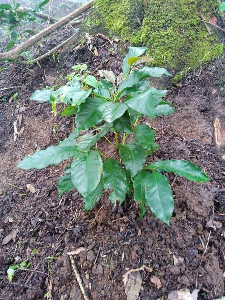 tree image