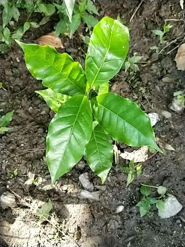 tree image