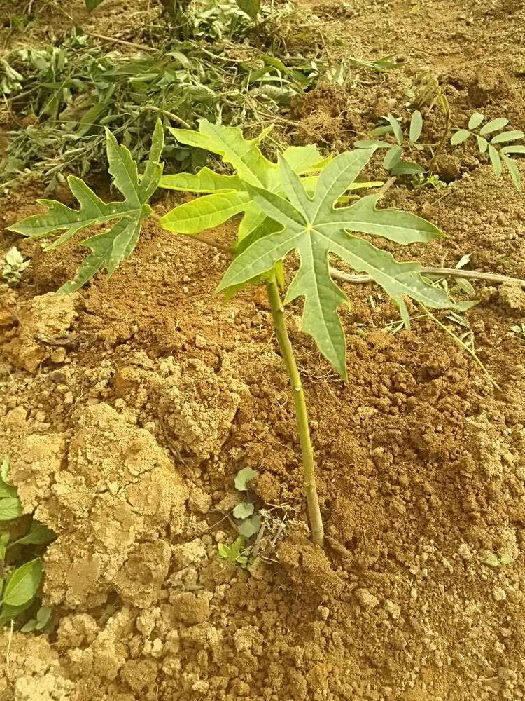 tree image