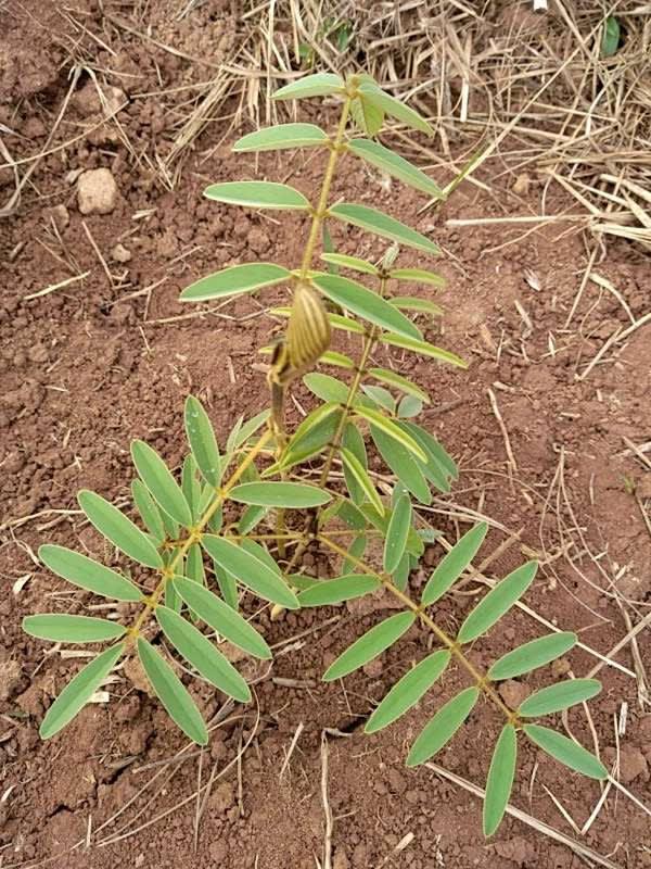 tree image