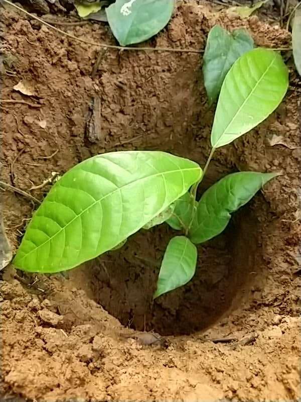 tree image