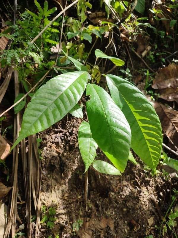 tree image