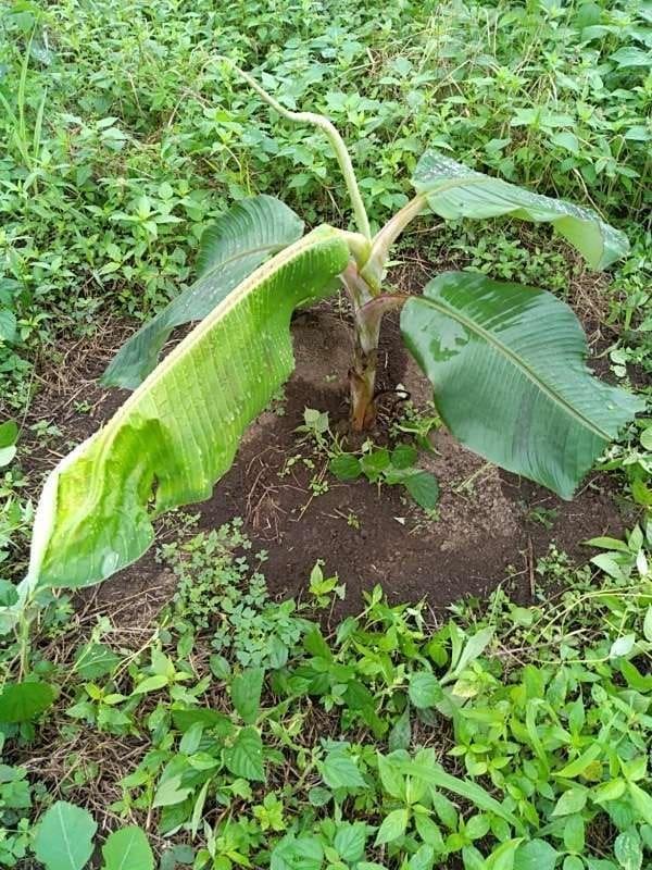 tree image
