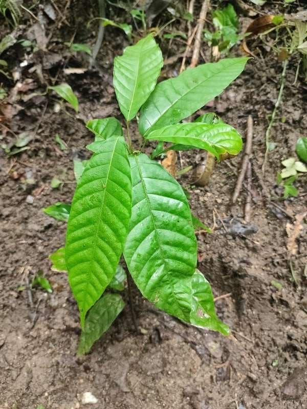 tree image