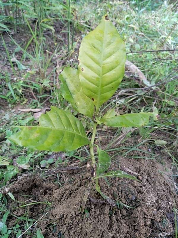 tree image