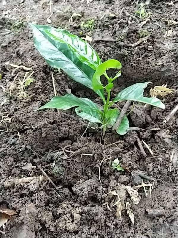 tree image